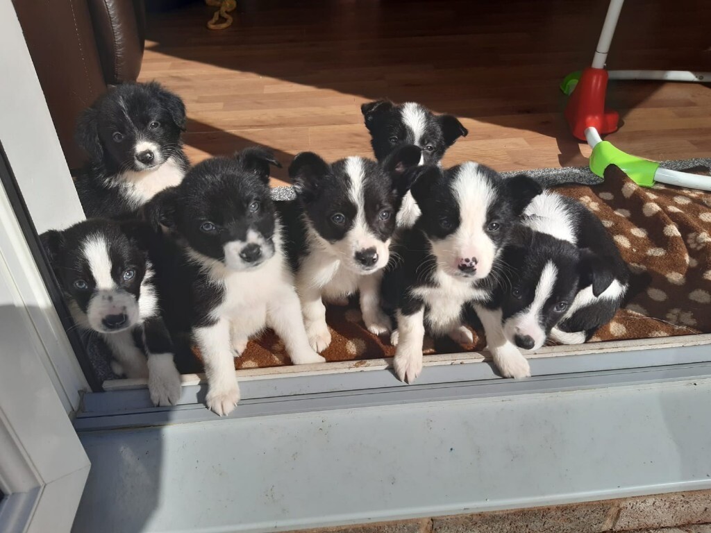 border collie pups gumtree